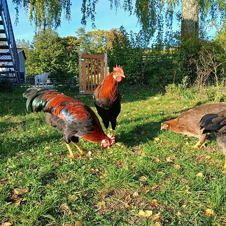Hof Sorgenfrei Buch (Rhein-Lahn)