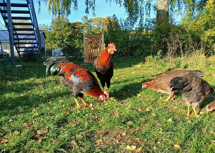 Hof Sorgenfrei Buch (Rhein-Lahn)